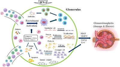 Therapeutically targeting proinflammatory type I interferons in systemic lupus erythematosus: efficacy and insufficiency with a specific focus on lupus nephritis